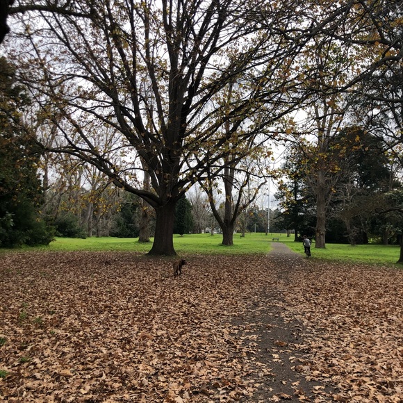 Meet your Posher, Isabella - Picture 1 of 1